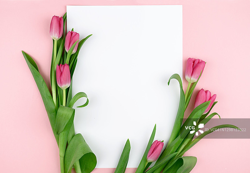 粉色郁金香框架白色背景留白空间图片素材