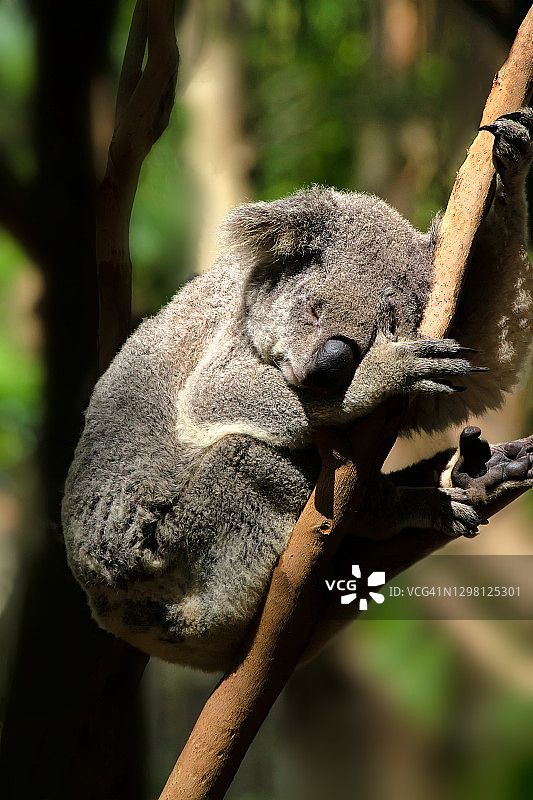 澳洲考拉图片素材