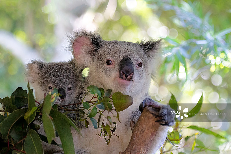 带幼崽的考拉图片素材