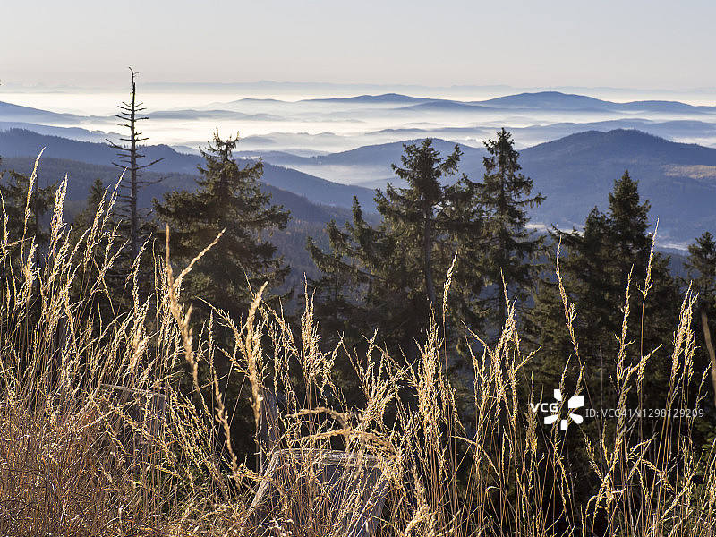 巴伐利亚森林雾气笼罩的黎明时分生长的芦苇图片素材
