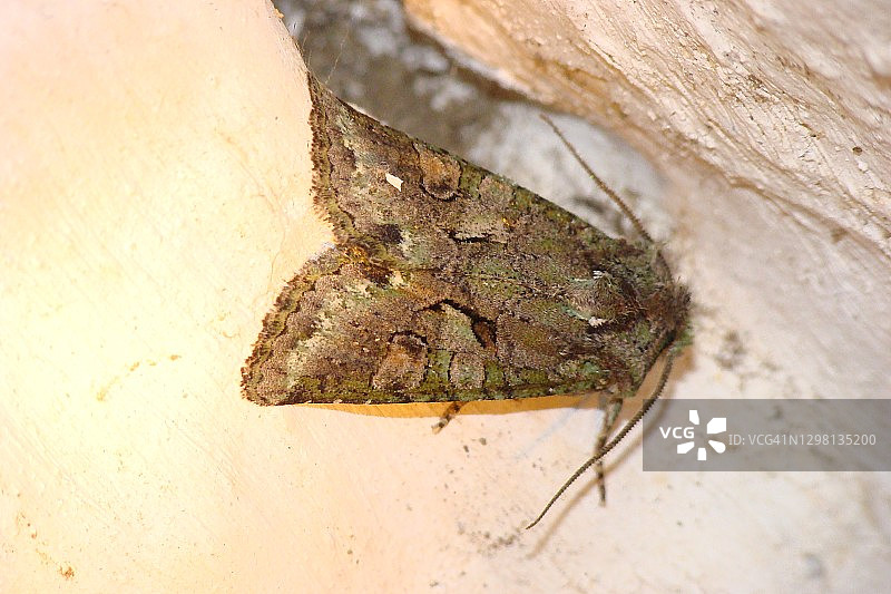 绿栎褐夜蛾图片素材