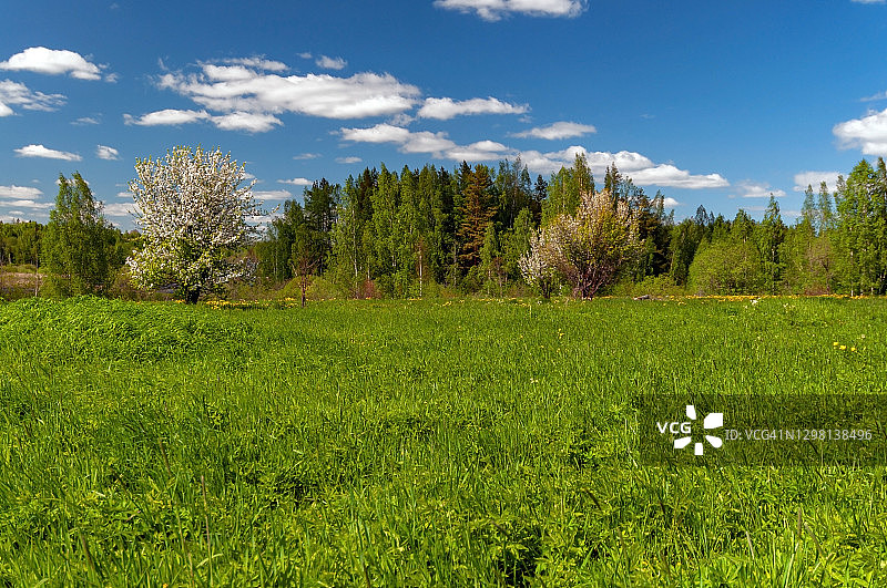 阳光明媚的春日，草地上盛开的野生苹果树图片素材