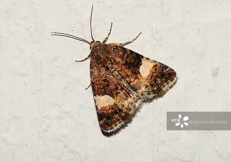 四斑蛾图片素材