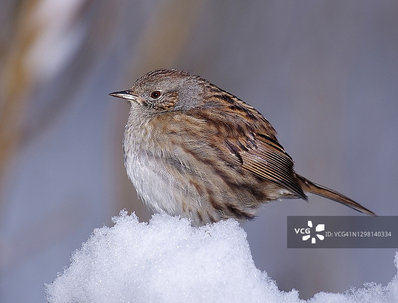 山噪鹛图片素材