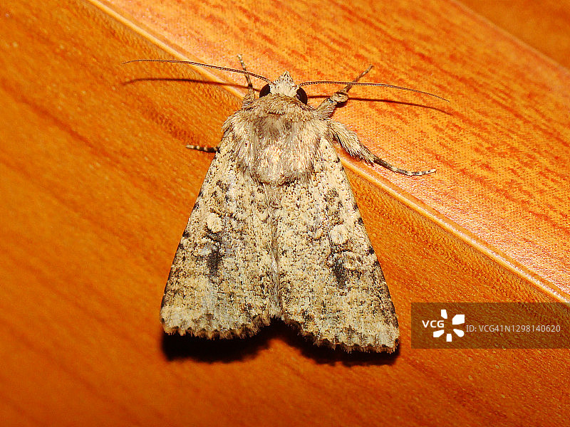 蛾（Mythimna languida）图片素材