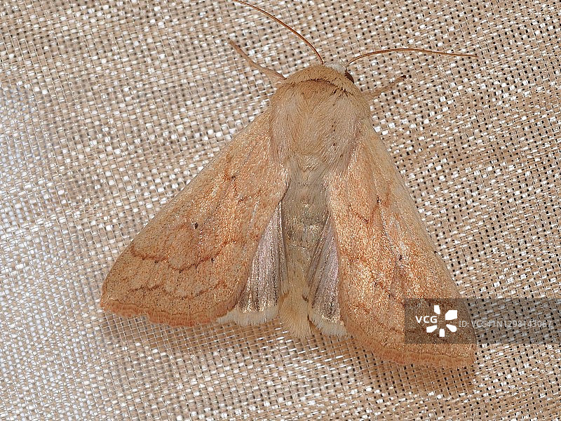 淡黄夜蛾图片素材