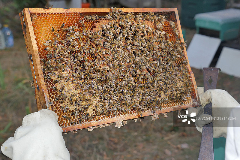 布满蜜蜂的蜂巢图片素材