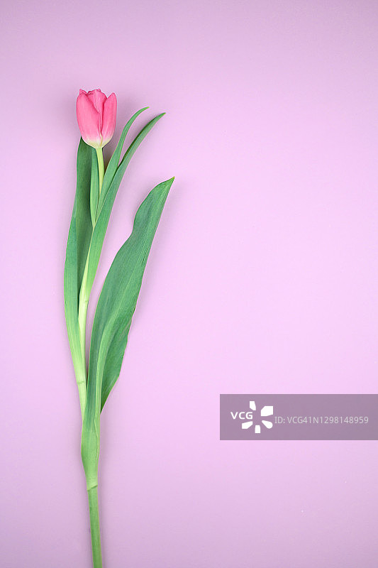 紫色背景上的粉色郁金香图片素材