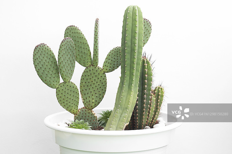 仙人掌盆栽图片素材