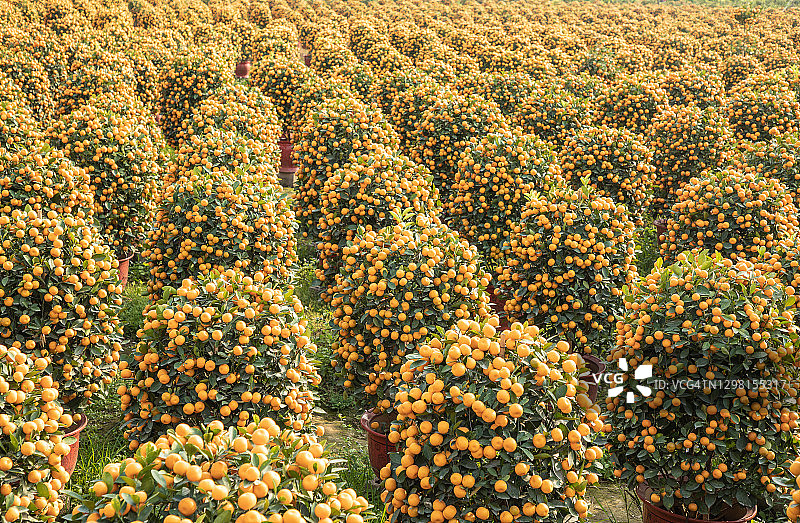 金桔盆栽树图片素材