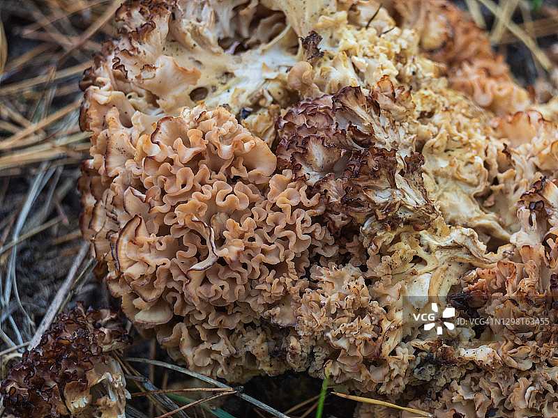 皱波鸡腿菇特写图片素材