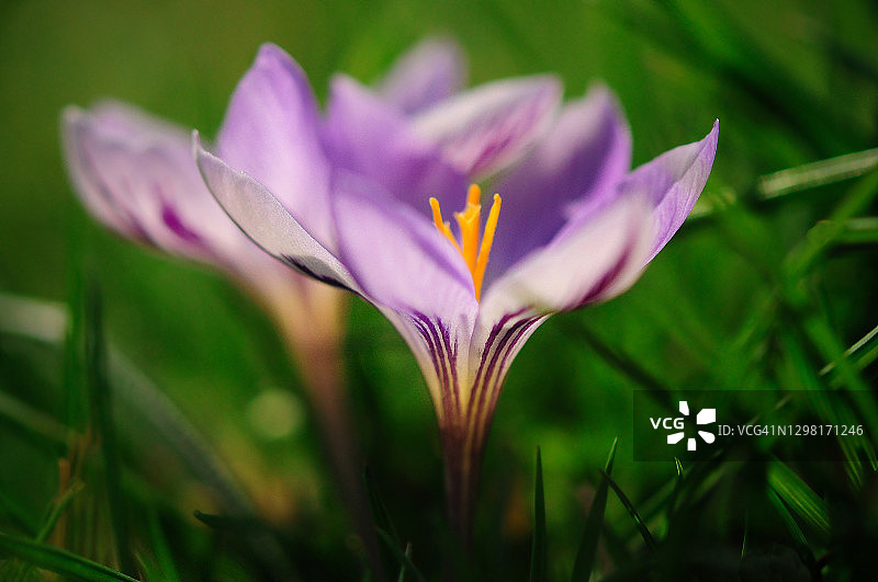 番红花的花图片素材