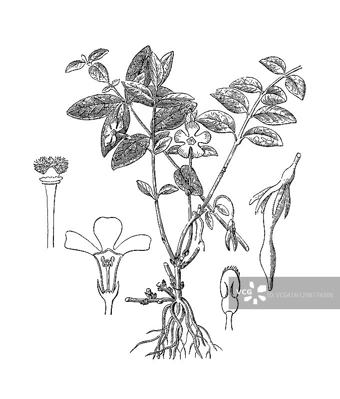 常春花植物古董雕刻插图图片素材