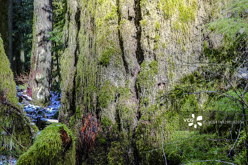 不列颠哥伦比亚省温哥华岛大教堂 grove 的茂盛雨林图片素材