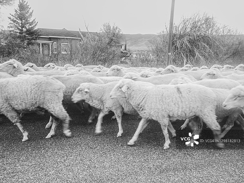 街上行走的羊群图片素材