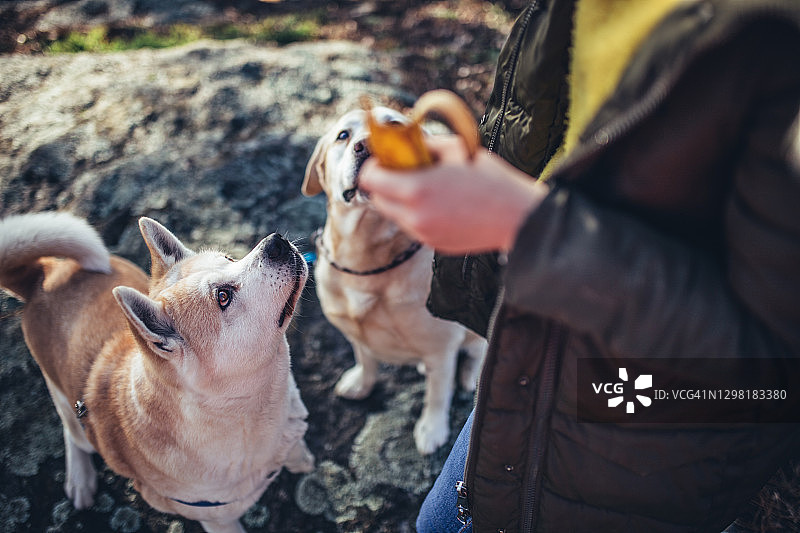 等待食物的狗图片素材