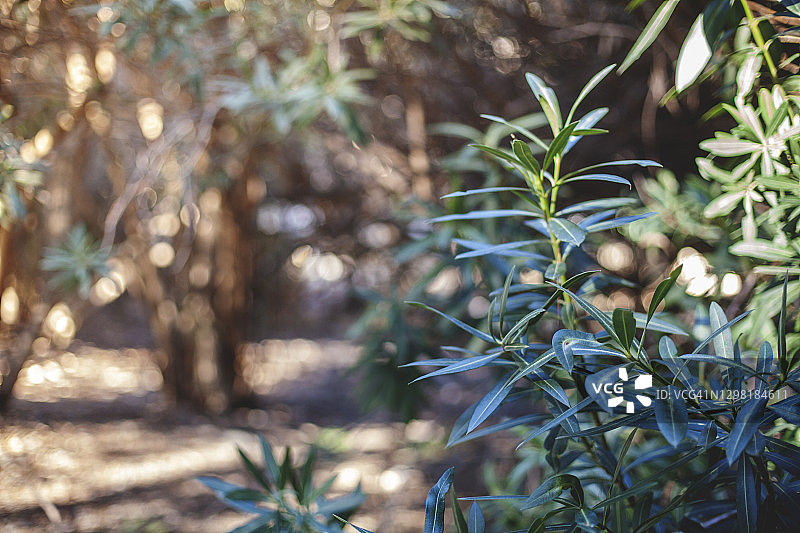 夹竹桃植物特写图片素材