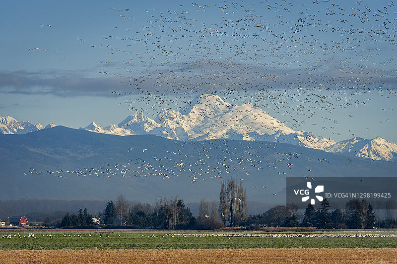 以贝克山为背景飞翔的雪雁图片素材