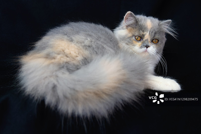 黑色背景下可爱的稀释玳瑁色波斯小猫图片素材