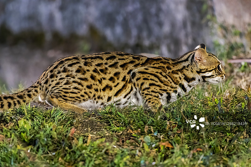 泰国自然栖息地中美丽的豹猫图片素材