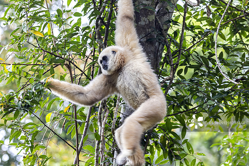 坐在树上的白掌长臂猿图片素材