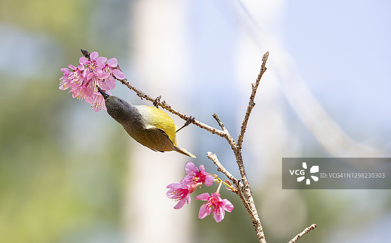 绿背太阳鸟栖息在盛开的樱花树上图片素材