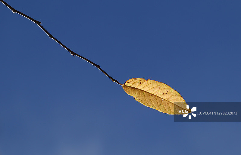 蓝天中的一片黄叶图片素材