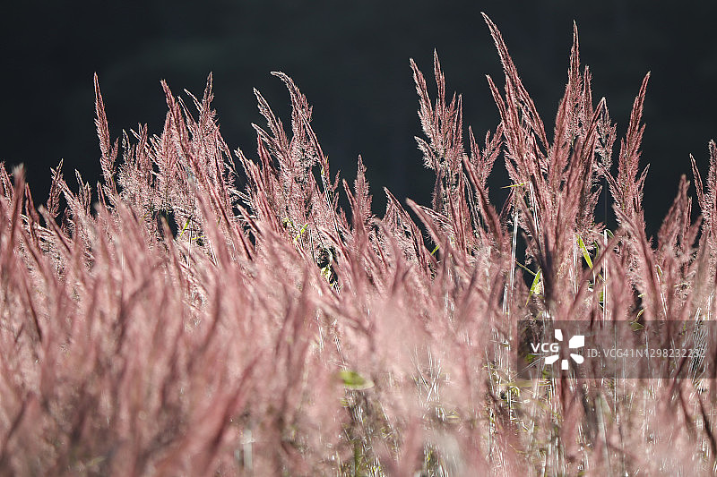 阳光下的观赏草图片素材