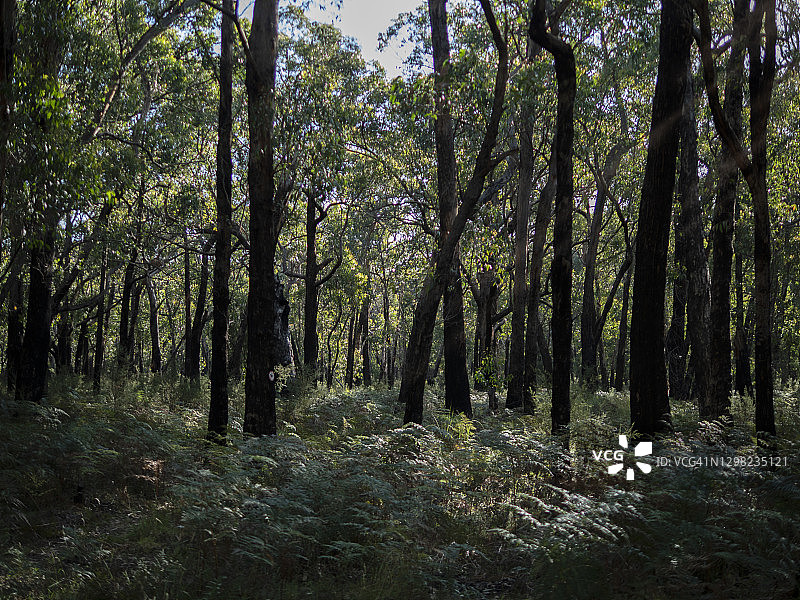 有烧毁的树木和蕨类的森林图片素材