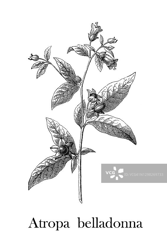 颠茄古董雕刻插图图片素材