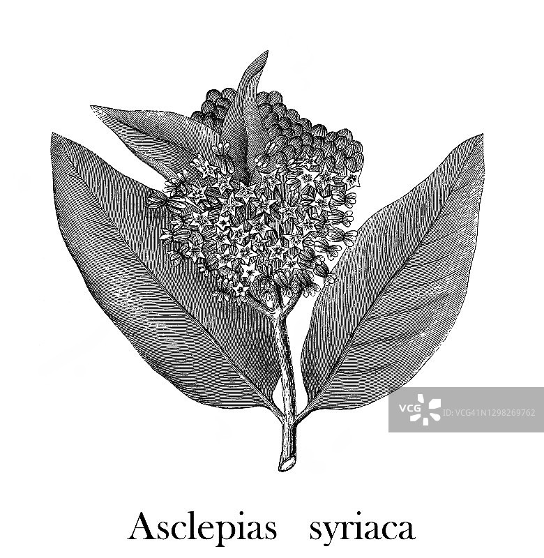 普通马利筋、蝴蝶花、乳草、丝状海 swallow-wort或弗吉尼亚乳草(Asclepias syriaca)古老雕刻插图图片素材