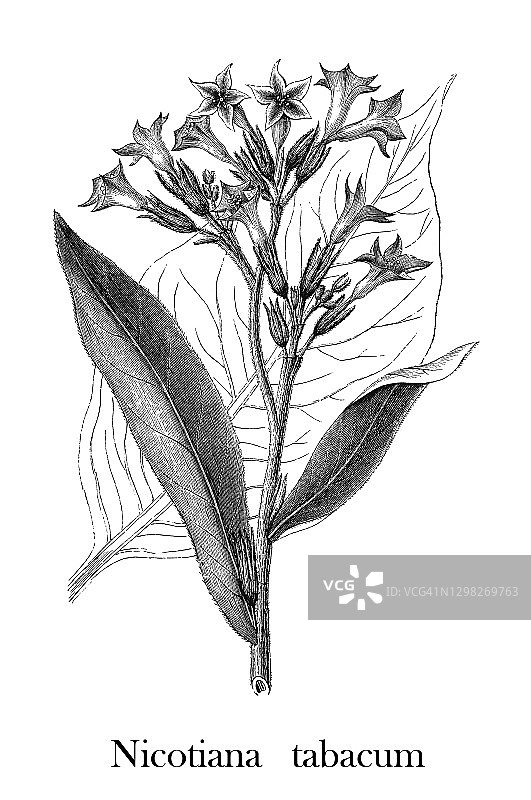 栽培烟草（Nicotiana tabacum）的老式雕刻插图图片素材