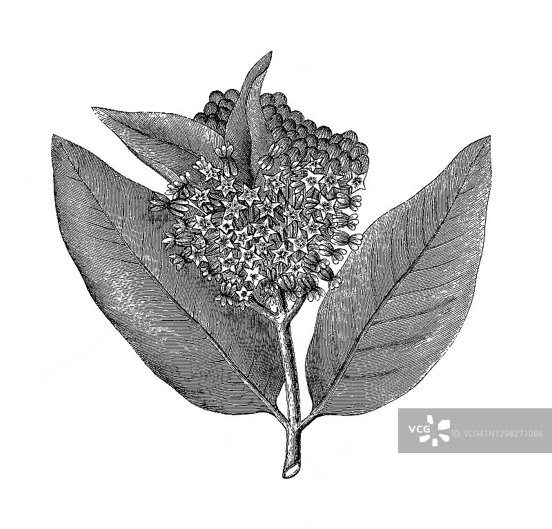 普通马利筋、蝴蝶花、乳草、丝状海 swallow-wort或弗吉尼亚乳草(Asclepias syriaca)古老雕刻插图图片素材