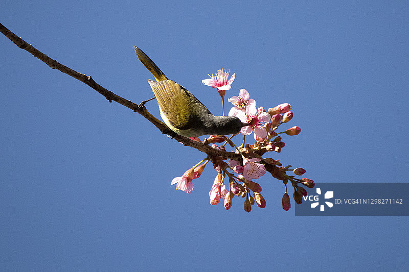 金色太阳鸟与樱花图片素材