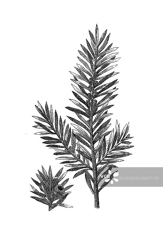 英国红豆杉古董雕刻插图图片素材