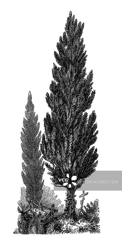 亚利桑那蓝丝柏古董雕刻插图图片素材