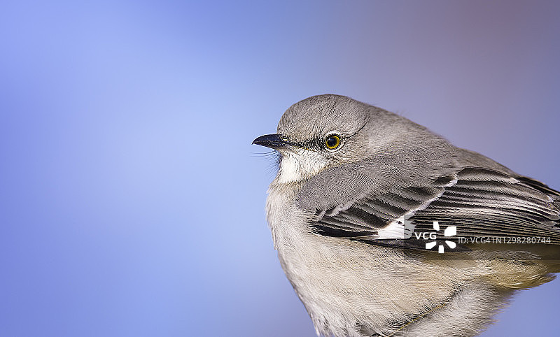 宾夕法尼亚州切斯特县好奇可爱的嘲鸟特写图片素材