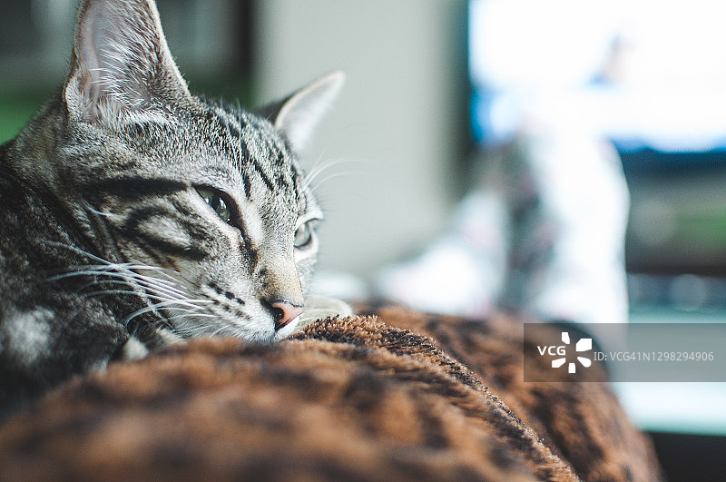 虎斑猫小猫在毯子上图片素材