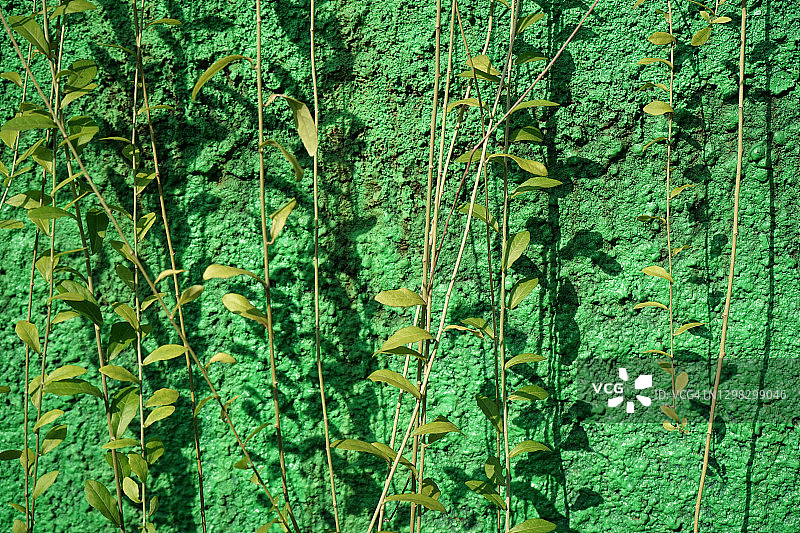 绿色背景上的绿叶图片素材