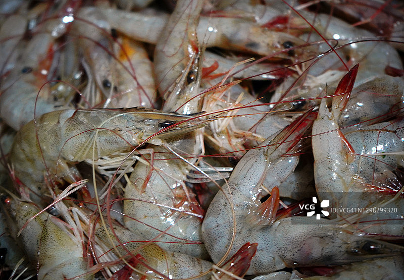 新鲜的虾图片素材