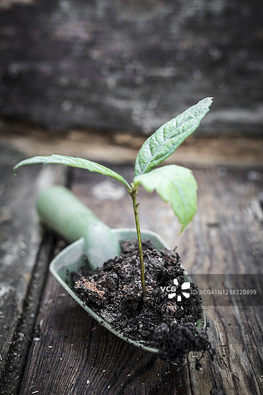 绿色铲子上的小植物图片素材
