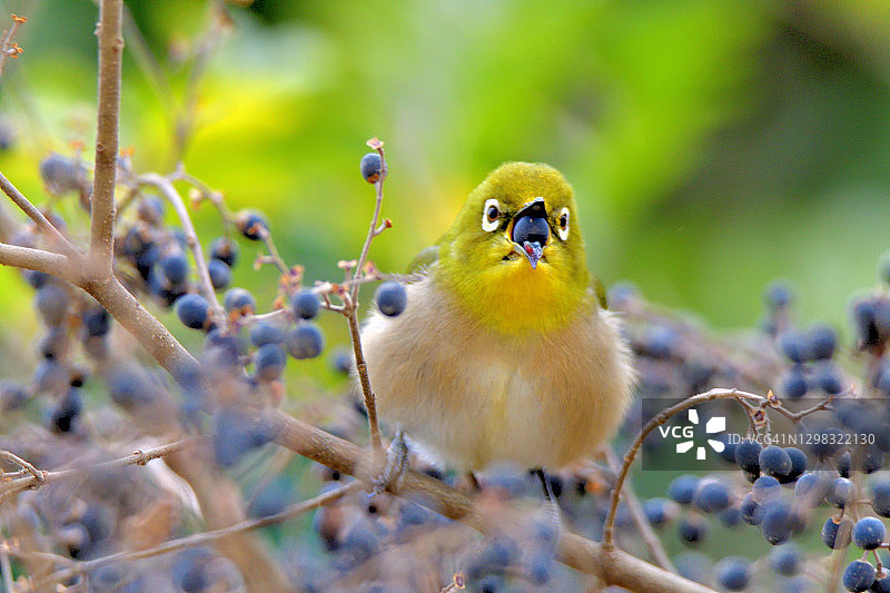 日本白眼鸟享用/食用钝叶女贞的黑莓图片素材