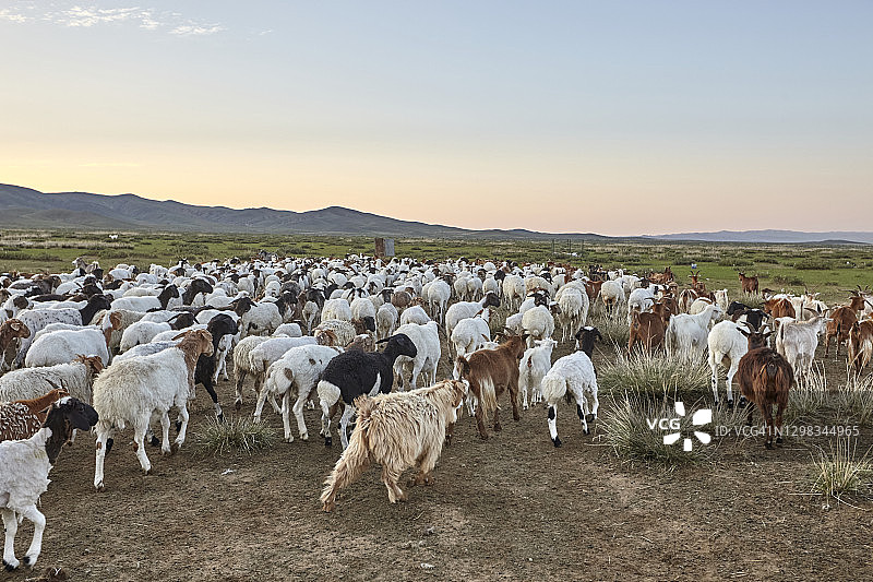 日落时分蒙古戈壁滩上拥有山羊和绵羊群的彩色草原图片素材