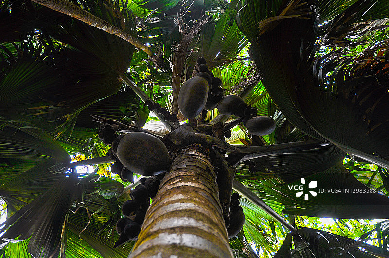 塞舌尔普拉兰岛五月谷自然保护区海椰子巨型果实特写图片素材