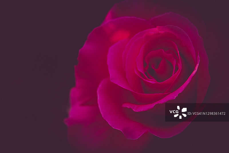 粉色玫瑰—特写图片素材