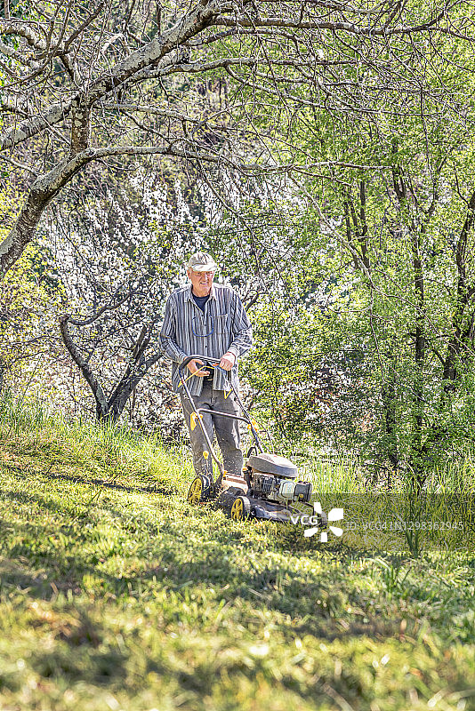 男人在春季果园里用盛开的果树修剪草坪图片素材
