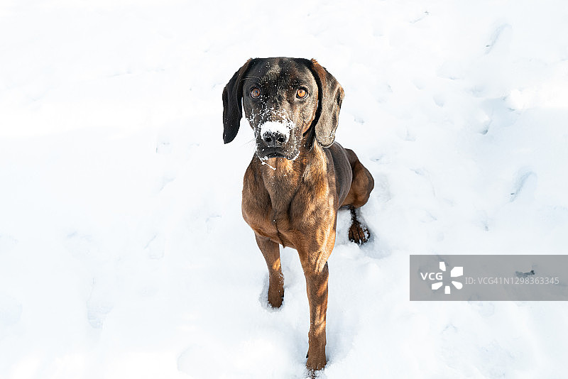 鼻子上有雪的漂亮小狗图片素材