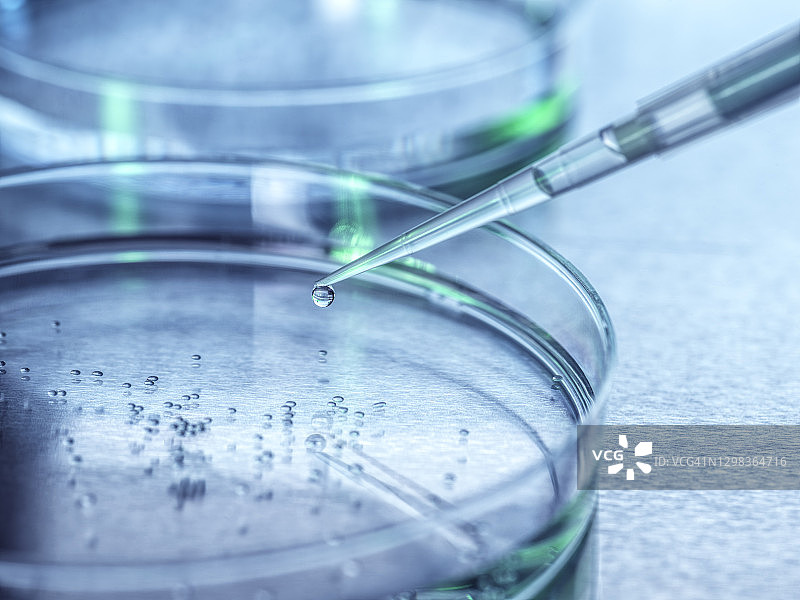 细胞生物学：将样本滴入含有细胞的培养皿中图片素材