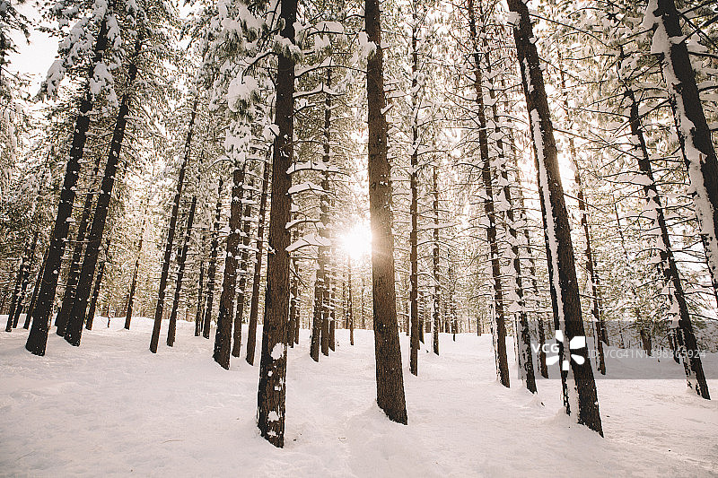 雪林中穿透树木的柔和光线图片素材