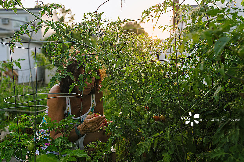 妇女在种满番茄的后院花园里园艺图片素材